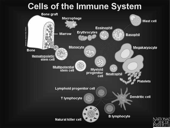 IMMUNRENDSZER