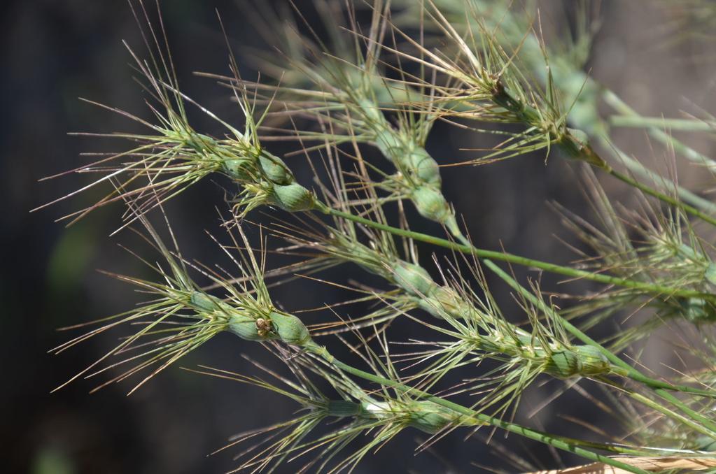 Kecskebúza A kenyérbúza vagy közönséges búza (Triticum aestivum) az ősi búzafajok kecskebúza-fajokkal (Aegilops) való bonyolult kereszteződési folyamatának eredményeképpen alakult ki.