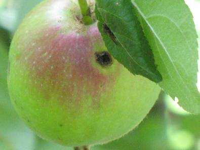 Az almamoly rajzása gyengülő, a lombosfa-fehérmoly rajzása gyengülő tendenciát mutat. A lárvák kártétele ezzel párhuzamosan folyamatos.