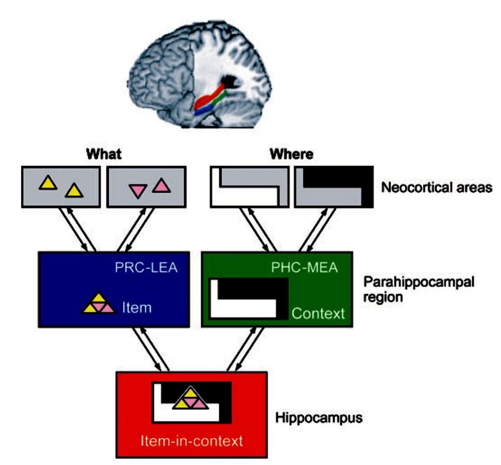 Funkcionális specializáció mediotemporalis régióiban https://www.youtube.com/watch?