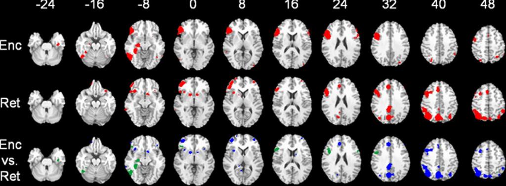 Az epizodikus emlékezet kódolásának és előhívásának metaanalízise Kódolás (bevésés) [Enc]: inferior frontalis régió, hippocampus, amygdala, posterior cortex (fusiform/med.