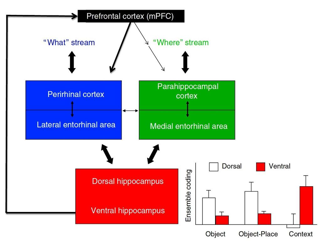 Medialis PFC/ventralis (anterior) hippocampus: általános