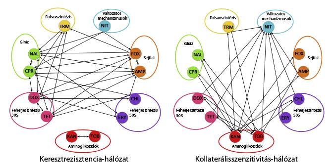 szembeni védelem B stresszforrással szemben is véd, de ugyanez fordítva nem igaz. C) A keresztrezisztencia-hálózat az antibiotikumok tulajdonságai alapján nagy mértékben előre jelezhető. 1.