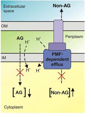 Figure 2. A mechanism underlying collateral sensitivity.