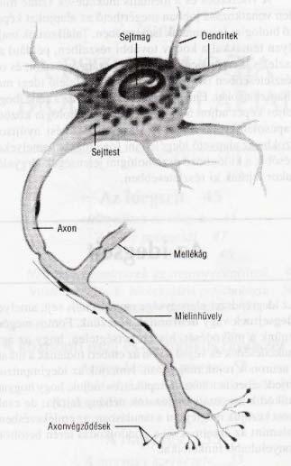 54. ábra: Az idegsejt szerkezete 56.