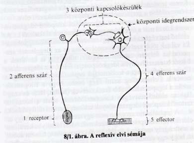 BEM NOLEN- HOEKSEMA, 1999, 46. o.