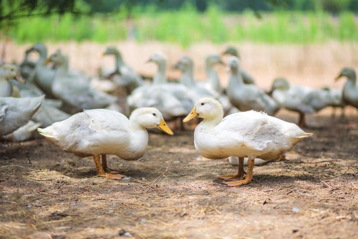 4 TECHNOLÓGIA / TECHNOLOGY HACCP rendszer Komplett szolgáltatási mátrix jellemez bennünket, hiszen a projekt teljes folyamatát lefedjük az első tervek