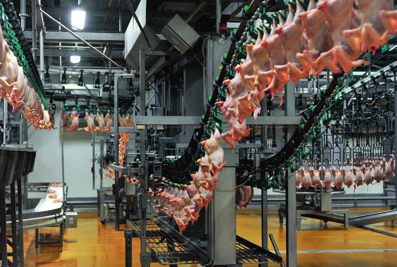 6 BAROMFIIPARI VÁGÓHÍD / POULTRY INDUSTRY SLAUGHTERHOUSE Legyen szó csirkéről, pulykáról, lúdról, kacsáról vagy gyöngytyúkról, a SAMPO Kft.