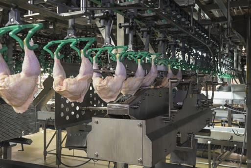 baromfifeldolgozó üzemekbe SAMPO Ltd. provides uniquely designed poultry-processing technologies for all sort of fowls (chicken, turkey, goose, duck or guinea fowl).