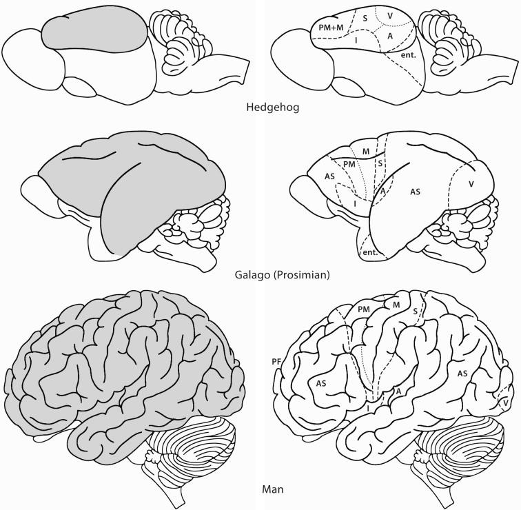 Különböző oldalnézeti emlősök képe jól agyának mutatja a nagyagy (szürke) egyre növekvő arányát a többi struktúrához képest.