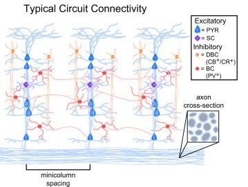 CB- és CR-ir neuronok columnákon belüli míg PV-ir neuronok kolumnák közötti kommunikációban vesznek részt.
