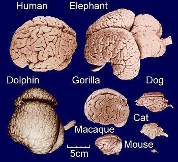Biológiai intelligencia egymástól függetlenül kialakult az több vonalon emlős is evolúció során.