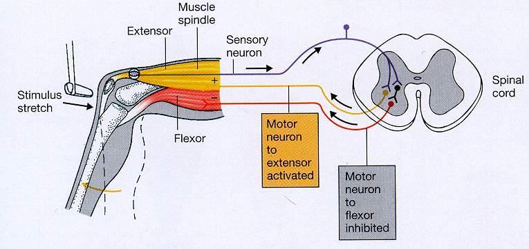 A myotaticus (nyújtási) reflex sémája Extensor Izomorsó Szenzoros neuron Ganglion Hátsó szarv Inger: nyújtás Flexor motoneuron Gerincvelő Extensor Mellső szarv Prof.