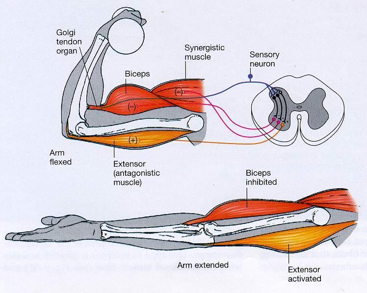 II. Az ínorsóból kiinduló proprioceptív reflexek: inverz myotaticus gerincvelői reflex Izomösszehúzódás Ib afferens hátsó gyök interneuronon átkapcsolódás (disynapticus