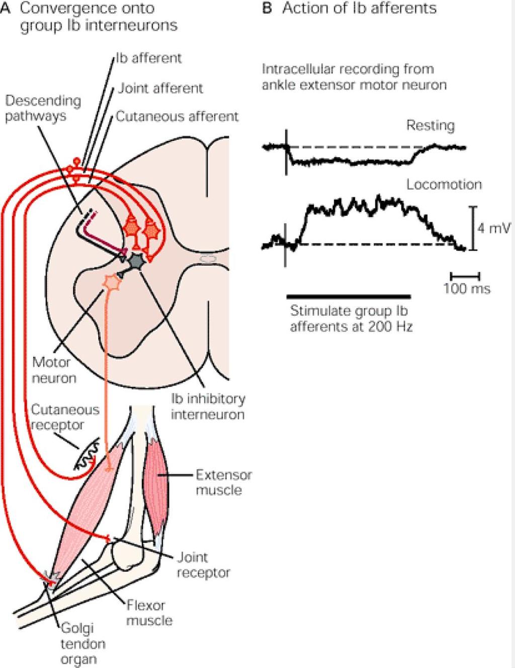 Konvergencia az Ib interneuronokon Leszálló pályák Ib afferens Izület afferens Bőr afferens Az Ib afferensek hatása Intracelluláris regisztráció a boka extenzor motoneuronból Nyugalom Állapotfüggő