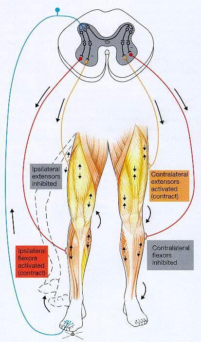 Keresztezett flexor-extensor reflex Nem nociceptív: - Talpreflex - Hasbőrreflex - Cremaster-reflex Ipsilaterális extensorok gátolva Contralateralis extensorok