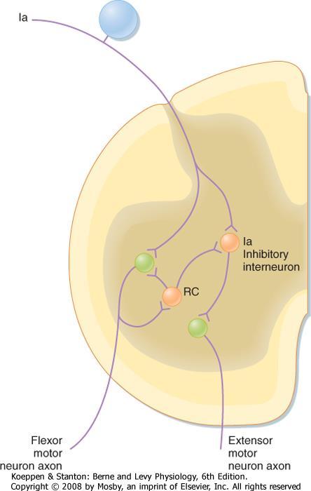 Ia gátló interneuron Renshaw-sejt Flexor