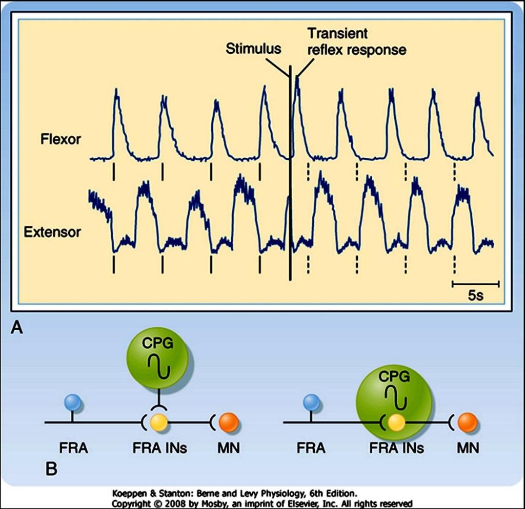 Electromyographia: reciprok flexor-extensor aktivitás inger nélkül, amit az inger megszakíthat CPG = central pattern