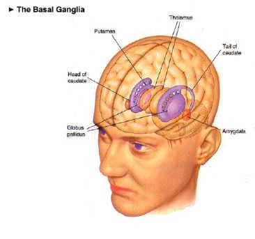 The effect of reward in dopaminerg cell of basal ganglia An interpretation: