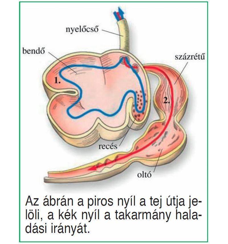 áruházában. Postán, utánvéttel is megrendelhető. Egy ampulla gyakorlat esetén két gidára is elegendő.) Az emésztés Mint írtam, a gida négy napos kortól szálalni kezd.