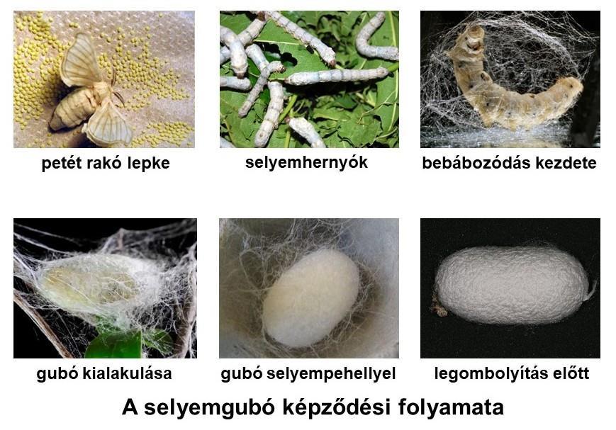 bábozódáshoz szükséges fibroin, ezek kivezető csatornái a fejnél egyesülnek. A fejben két kisebb mirigy termeli a kettős fibroinszálat összetapasztó, ragasztóhatású szericint.