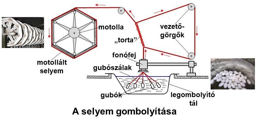 2. ábra A selyem gombolyításának folyamata A gubók közel egyenletes vastagságú szálat tartalmazó kérgéből fajtától, gubónagyságtól és minőségtől függően