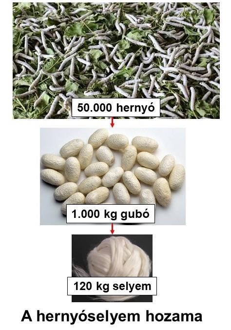 ábra A hernyóselyem hozama A hernyóselymet felépítő fibroin fehérje hajtogatott láncmolekulákból épül fel, ezzel magyarázható jó nyújthatósága, ill.