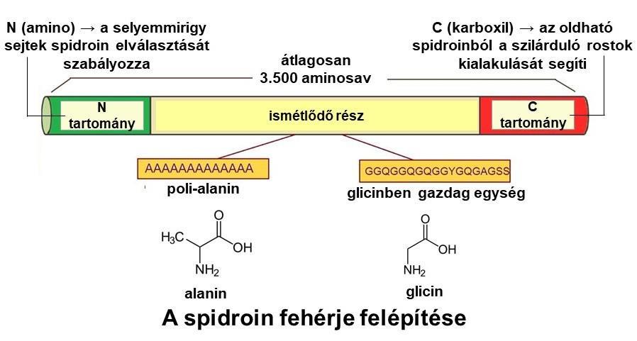 6. ábra A spidroin fehérje szerkezete Az elsődleges szálak azonnal megszilárdulnak, a másodlagos, rögzítő funkciót ellátó selyem hasonlít a mikrofibrillákból és a lipid burkolatokból álló ragasztó