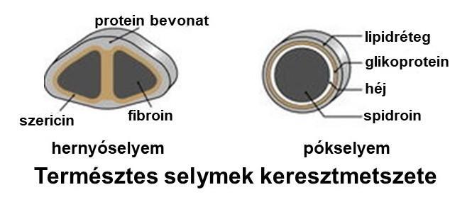 ábra QA természetes fehérjék szerkezete A szál nagy szilárdságú, ehhez a kedvező szakítóerő mellett a fokozott nyújthatóság (33 %-os szakadási nyúlás) is hozzájárul, azaz nagy a pókselyem