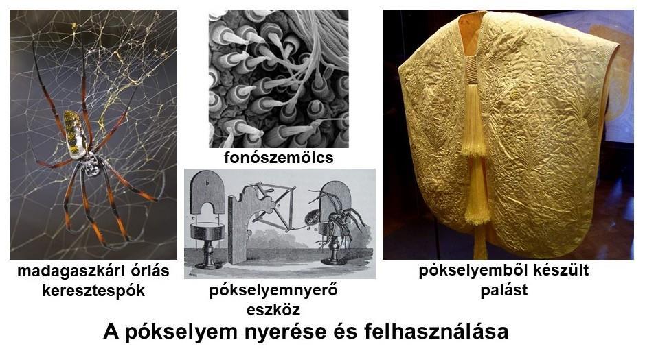 szövésű, 1,5 kg-os püspöki palást a legnagyobb pókselyemből készült textília. Egyébként a műszerekhez szükséges szálkereszteket hosszú ideig pókselyemből gyártották (8. ábra).
