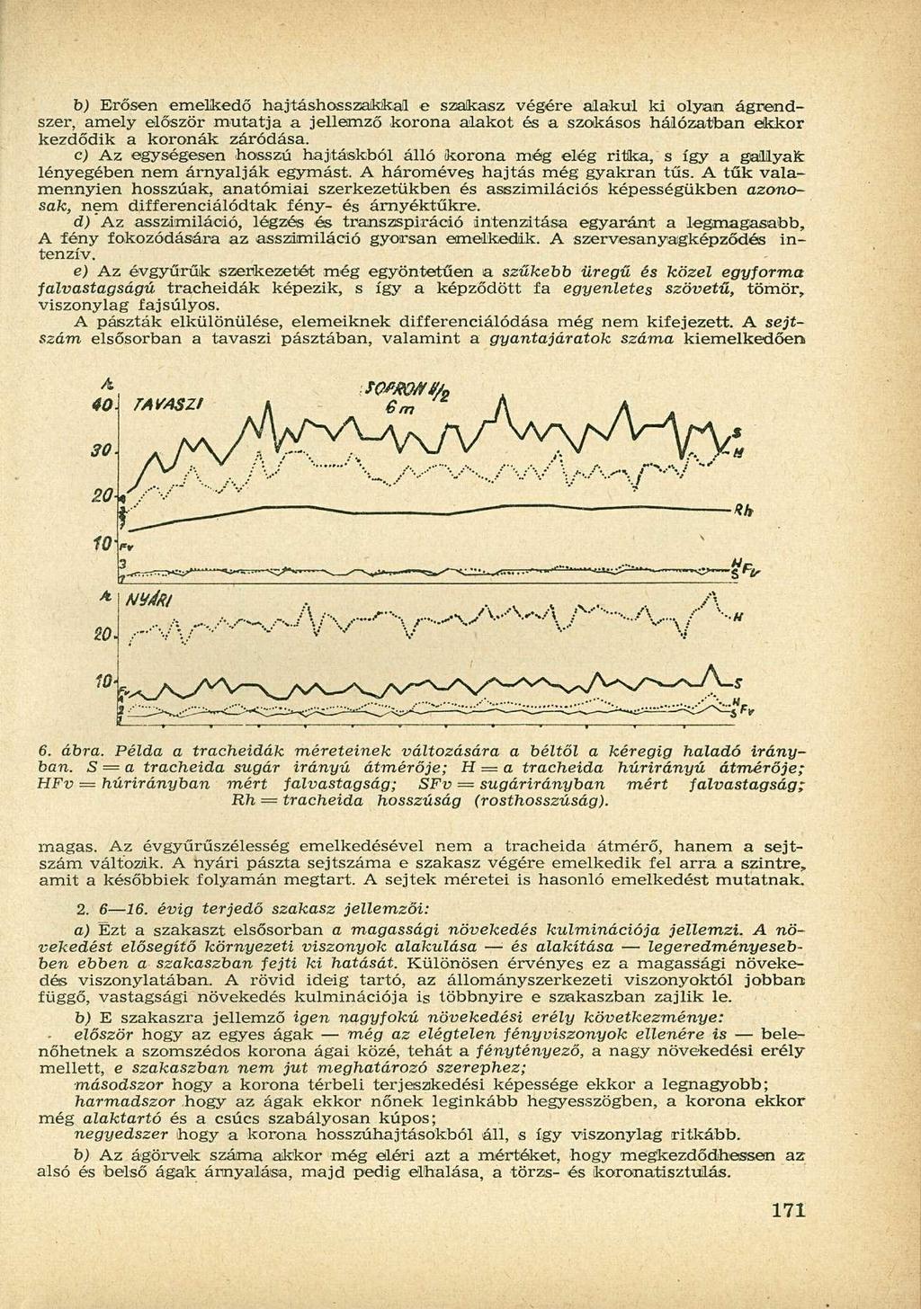 b) Erősen emelkedő hajtáshosszaikkail e szakasz végére alakul ki olyan ágnendszer, amely először mutatja a jellemző korona alakot és a szokásos hálózatban ekkor kezdődik a koronák záródása.