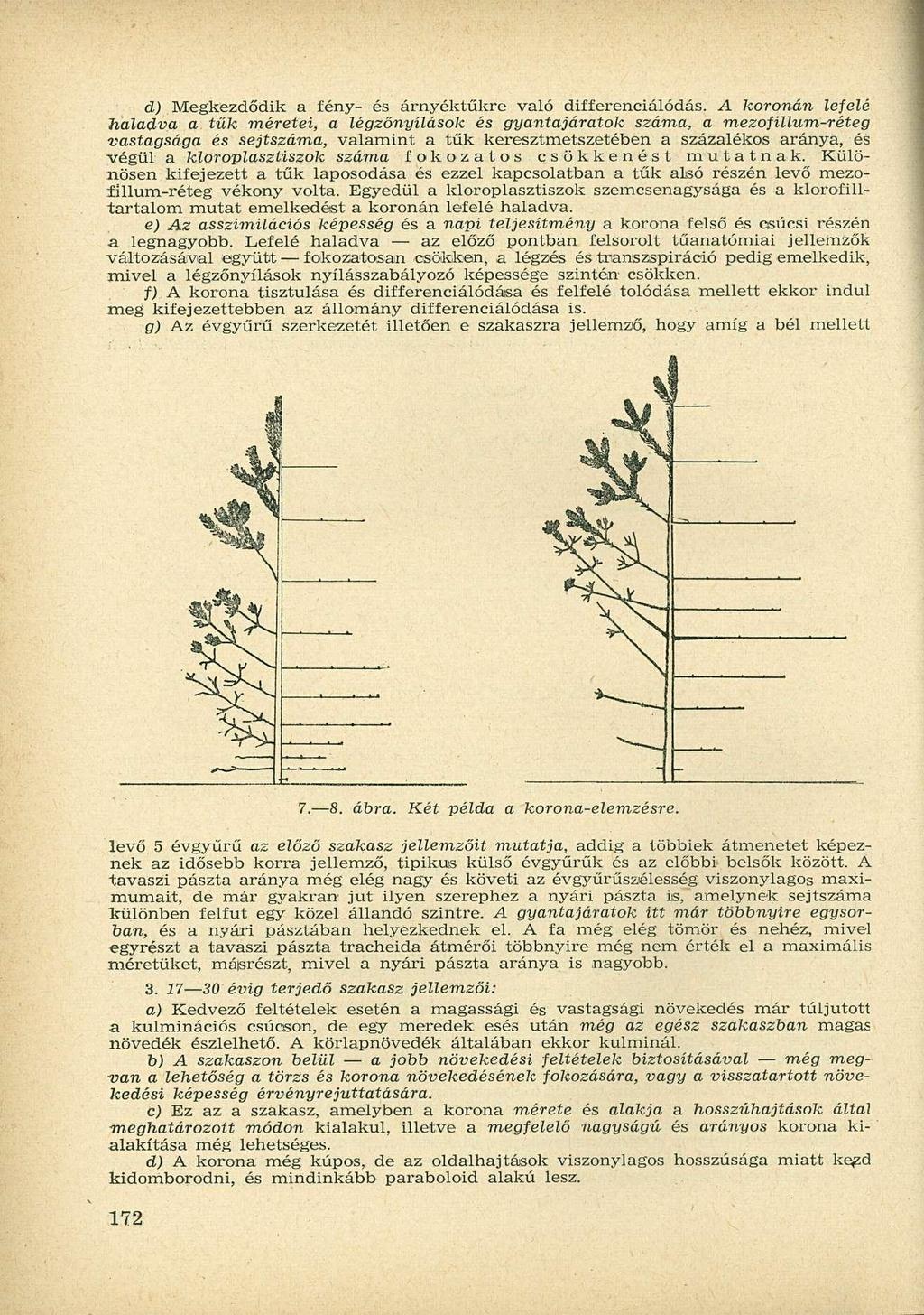 d) Megkezdődik a fény- és árnyéktűkre való differenciálódás.
