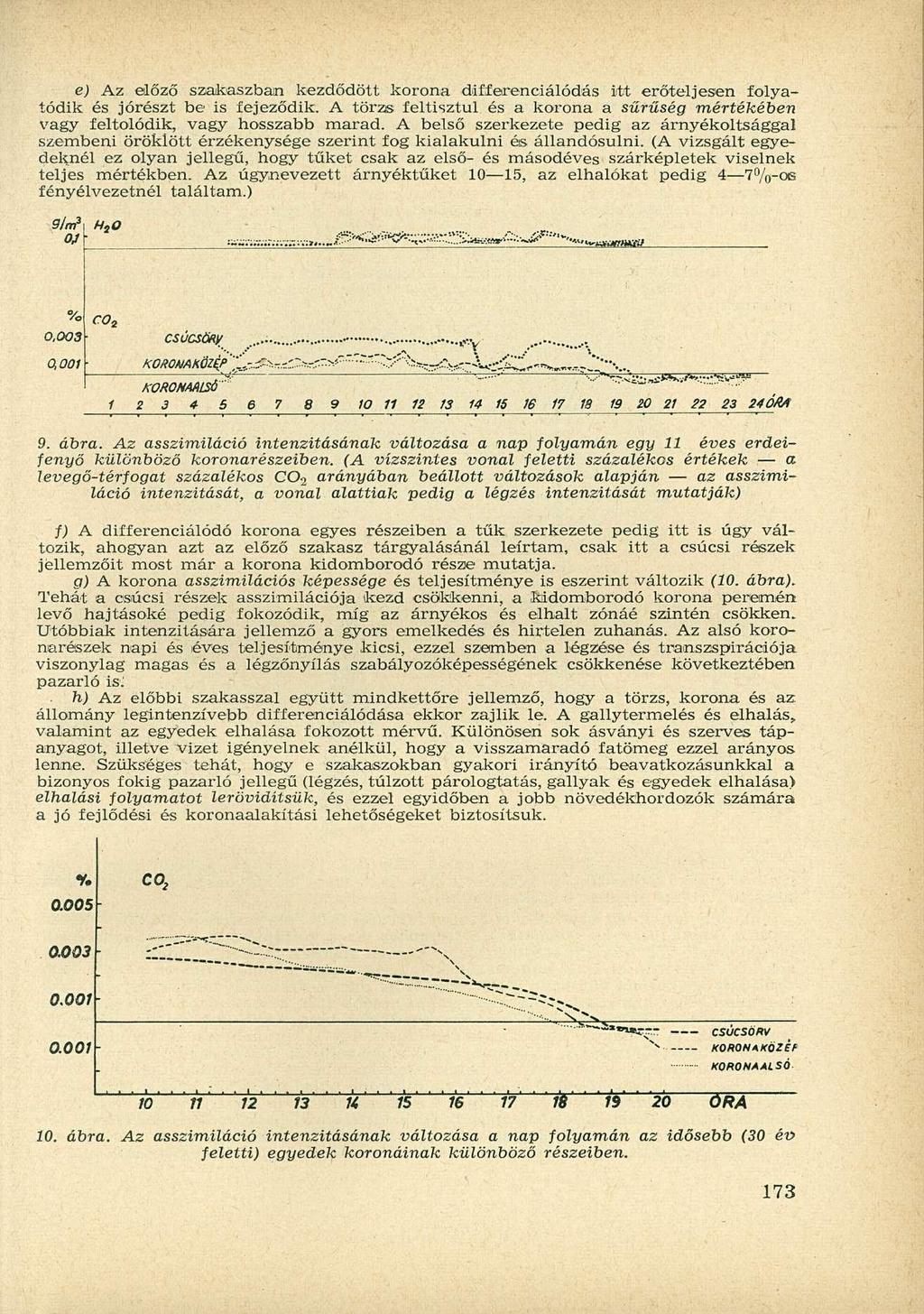 e) Az előző szakaszban kezdődött korona differenciálódás itt erőteljesen folyatódik és jórészt be is fejeződik.