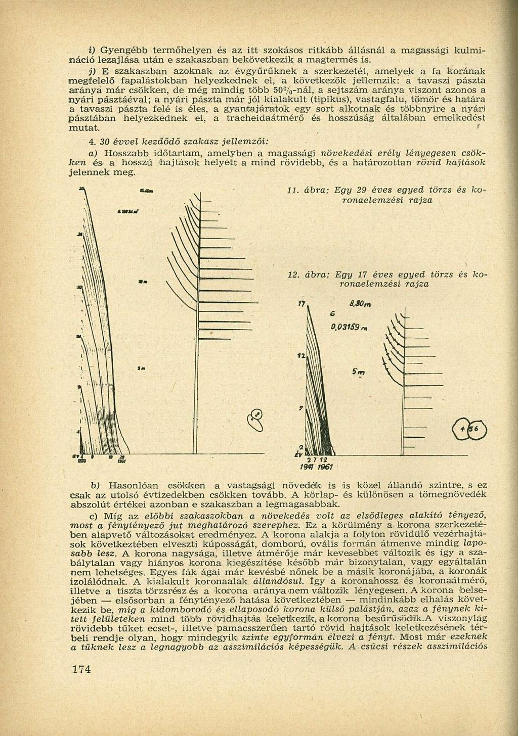 i) Gyengébb termőhelyen és az itt szokásos ritkább állásnál a magassági kulmináció lezajlása után e szakaszban bekövetkezik a magtermés is.