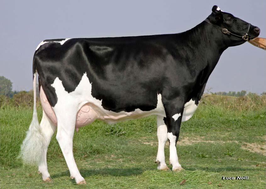 AQUILA O-MAN TEA VG87 NICOLE dédanyja AQUILA MTOTO NATALINA VG87 O-MAN TEA anyja AQUILA O-MAN TEA VG87 LAKTÁCIÓ NAP TEJ KG ZSÍR % ZSÍR KG FEHÉRJE % FEHÉRJE KG 4 laktáció 3322 103476 4,40 4555 3,74