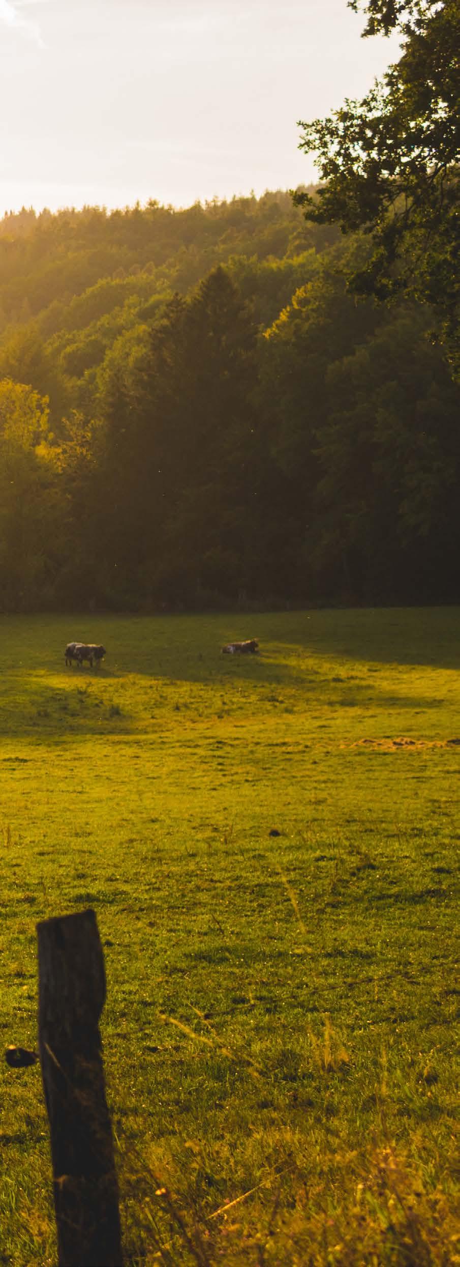 Aquila Holstein Az Aquila Holstein Olaszországban, az Emilia Romagna régióban található vállalkozás, amely 40 éves fennállása alatt eddig több mint 100 EX tehenet nevelt ki.