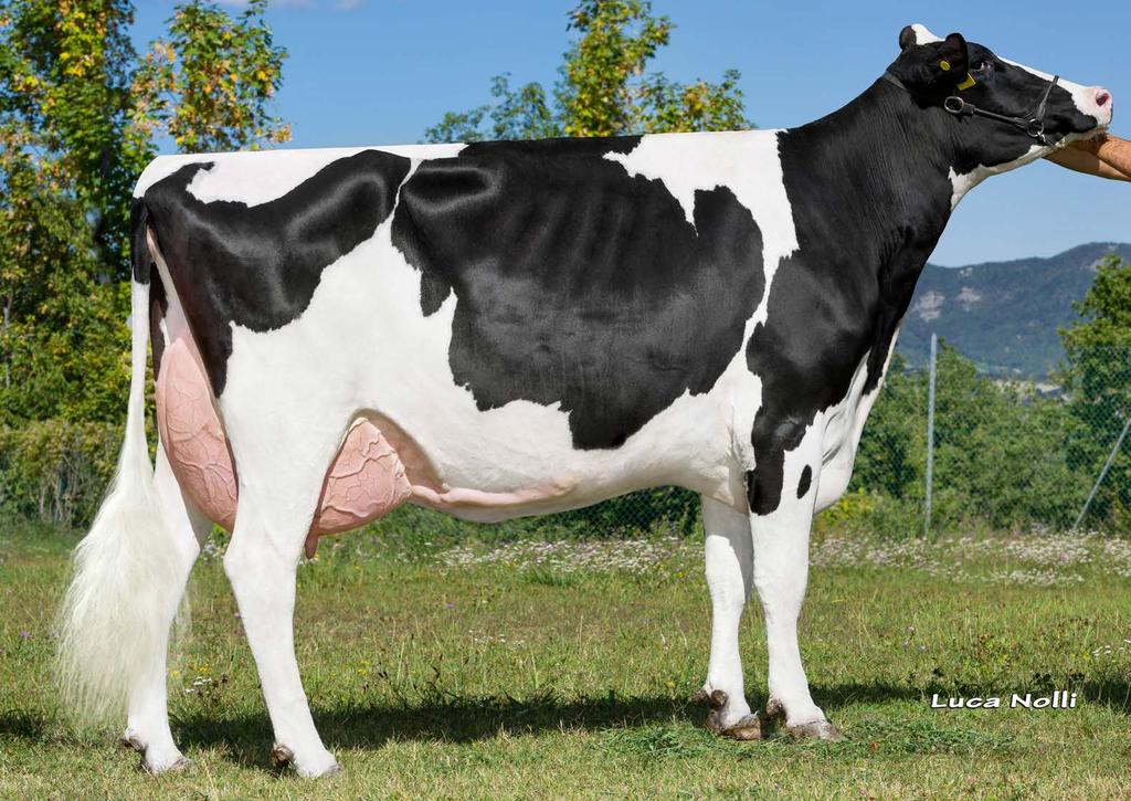 AQUILA SUDAN IVORY VG87 ODESSA nagyanyja, JOLIE féltestvére AQUILA SHOTTLE WILY EX90 JOLIE nagyanyja AQUILA SUDAN IVORY VG87 2016 01 305 12883 4,39 565 3,67 473 7 EX és 7 Gold Medal díjas felmenő