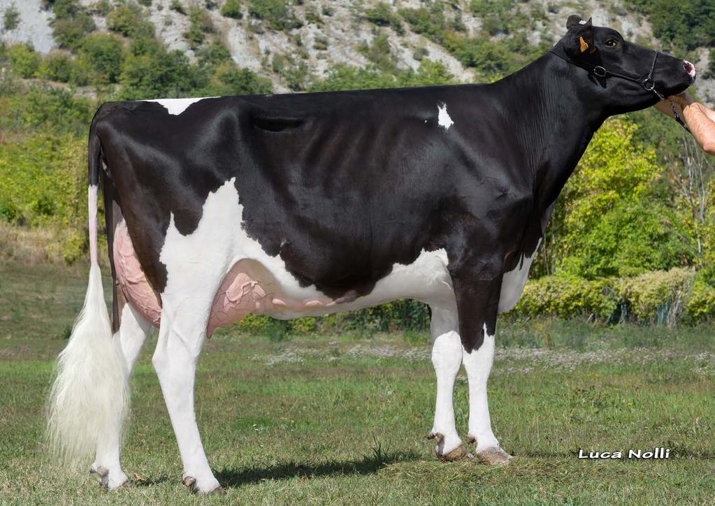 AQUILA NUMERO UNO HINDIA VG89 MARLENE anyja BALISTO (BOOKEM X WATSON) AQUILA NUMERO UNO HINDIA VG89 (NUMERO UNO) AQUILA JEEVES DORINA VG89 (JEEVES) AQUILA GOLDWYN WIN EX90 (GOLDWYN) AQUILA NUMERO UNO