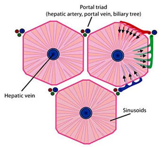 Hepatology