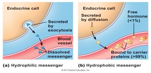 Kémiai mediátorok szállítása (transzportja) Egyszerű diffúzió (autokrin, paracrin anyagok, neurotranszmitterek) vagy vér útján (hormonok, neurohormonok) Hidrofil mediátorok a vérben oldottan vagy