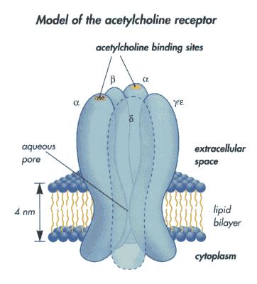 ) Metabotróp muszkarinos Acetil-kolin (Ach) receptor Ionotróp
