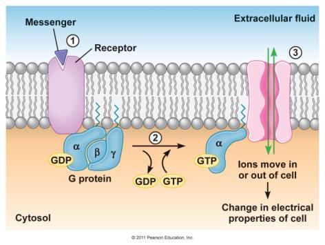 aktivitás GTP hasítás - inaktiválás Közvetlen ioncsatorna aktiválás/gátlás vagy másodlagos hírvivők felszabadítása Inaktív receptor aktivált
