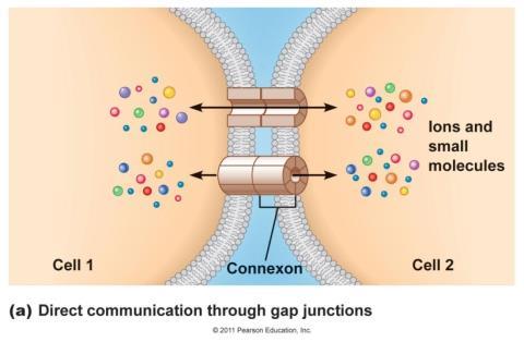 7. Neurotranszmisszió Jellemezze az elektromos szinapszisokat, illetve az azokban található réskapcsolatok (gap junction) felépítését és működését.