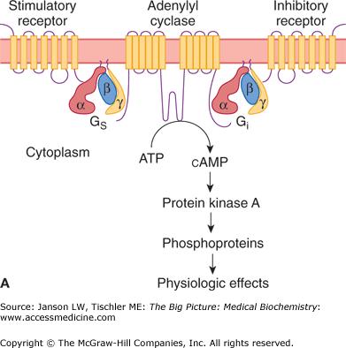 Metabotróp receptorok III/1.