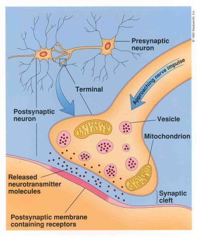 Neurotranszmitterek és neurohormonok (pl.