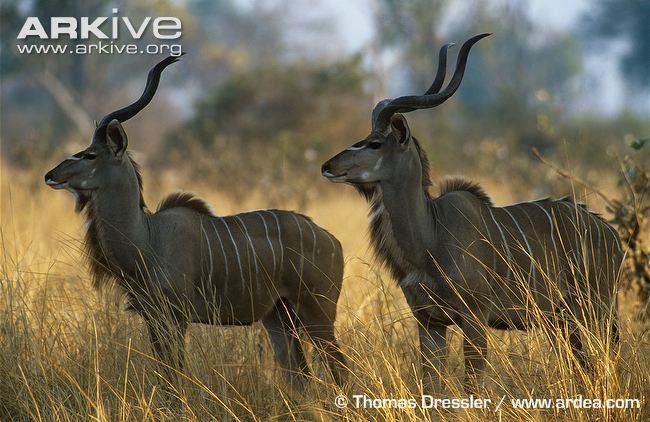 Nagy kudu SCI I. I. 1.