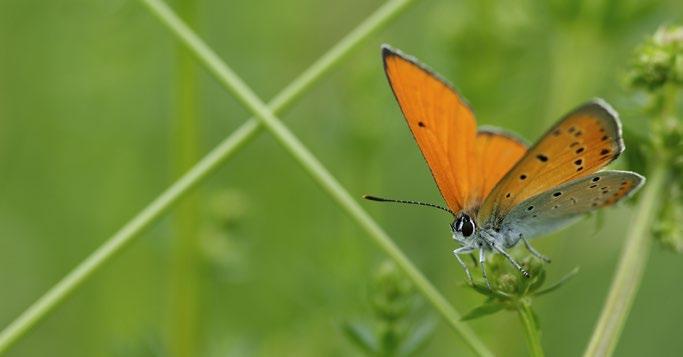 Az olyan kérdéseket, mint például hogy, milyen állatfajok védelmére kell különös figyelmet fordítani és ehhez mely szabályok betartása szükséges, csak közösen lehet megvitatni.