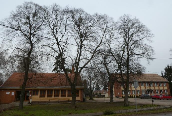 u. 40/1 hrsz. platán fasor (Rába tértől a 33 hrsz.