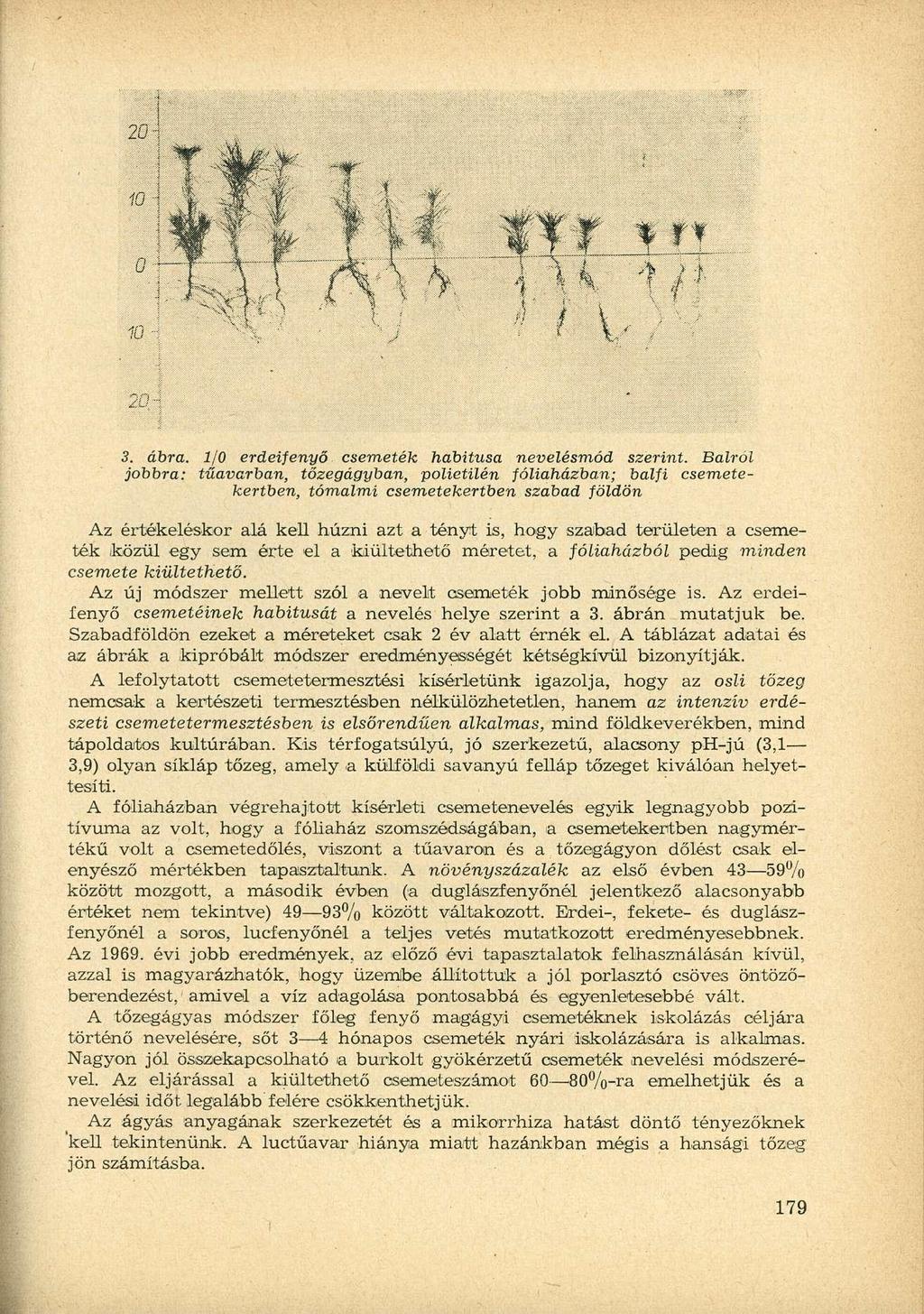 3. ábra. 1/0 erdeifenyő csemeték habitusa nevelésmód szerint.