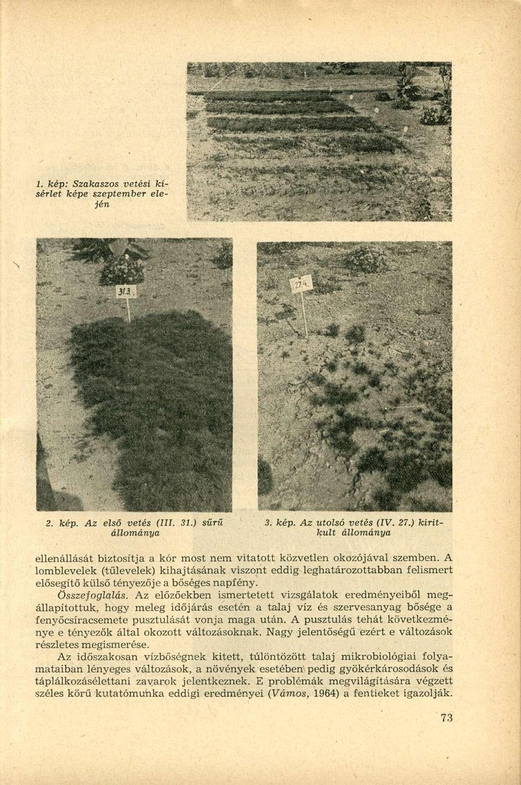 1. kép: Szakaszos vetési kísérlet képe szeptember elején 2. kép. Az első vetés (III. 31.) sűrű 3. kép. Az utolsó vetés (IV. 27.